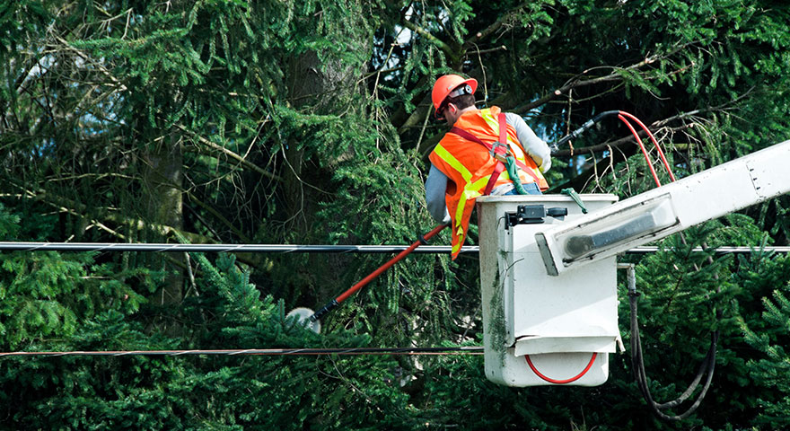 Tree Trimming